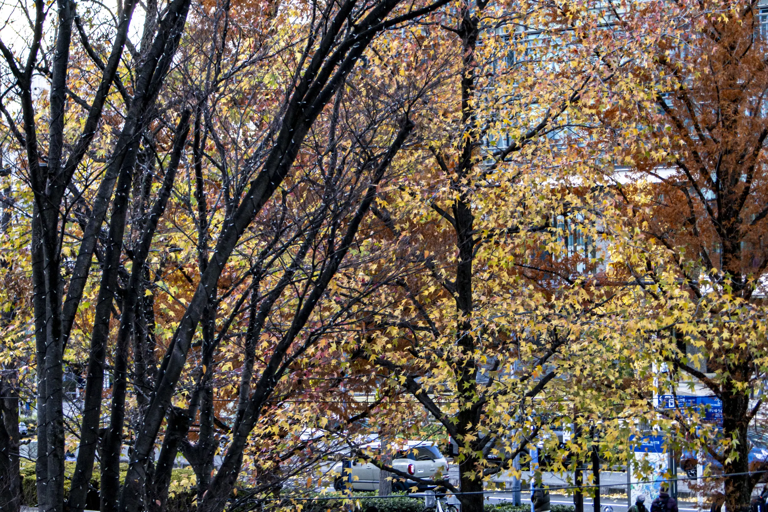 根岸駅→根岸森林公園→関内→みなとみらい→横浜駅
