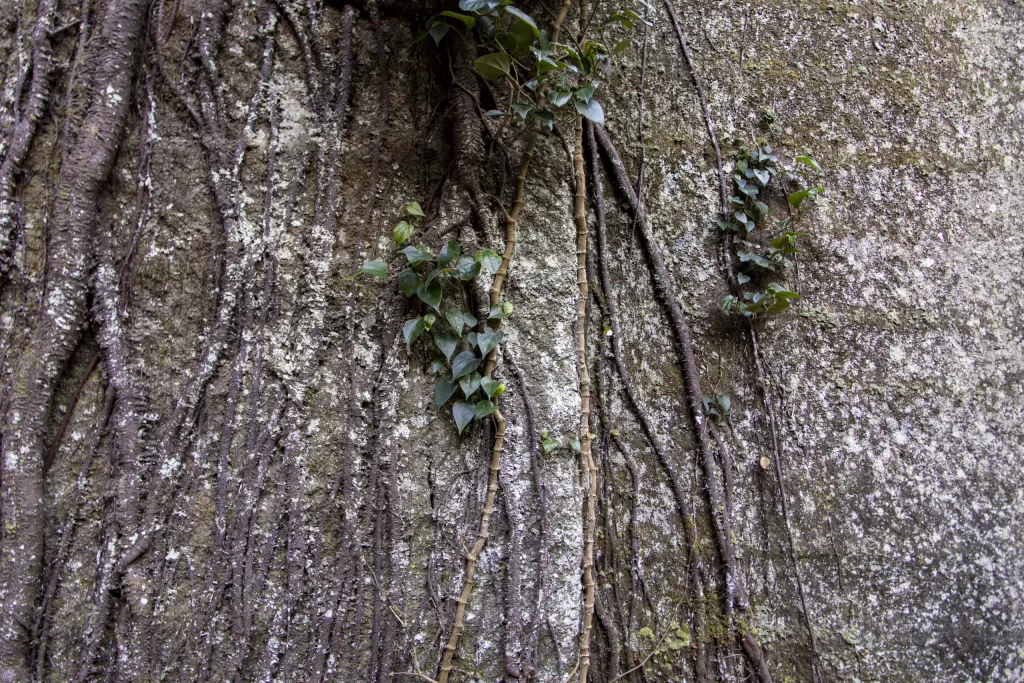 千葉鋸山散策→日本寺