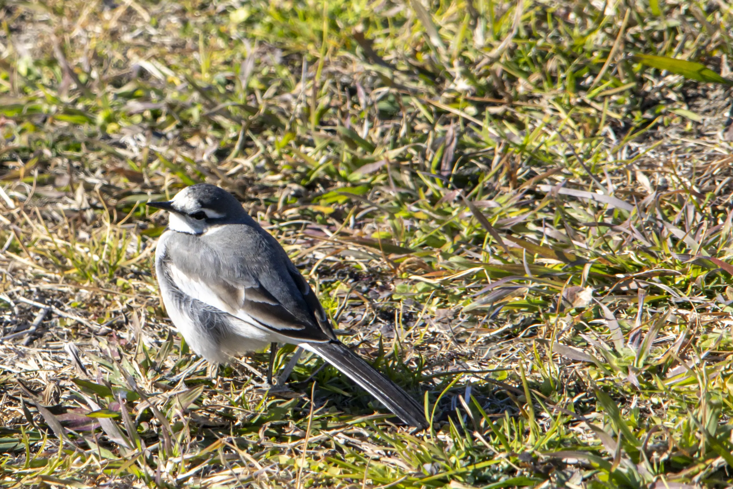 蒲田→七辻→多摩川