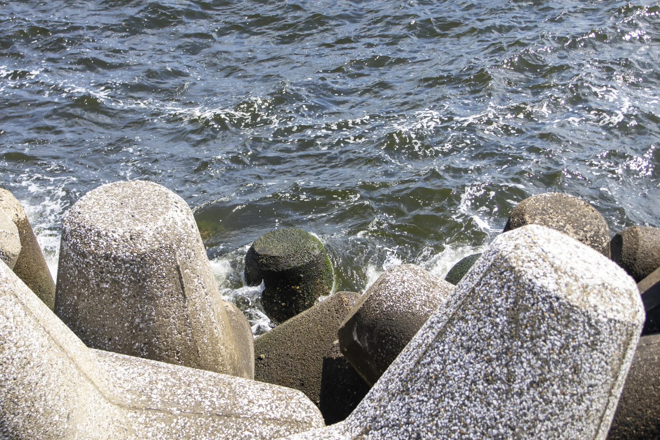 大黒ふ頭海釣り公園 No.5