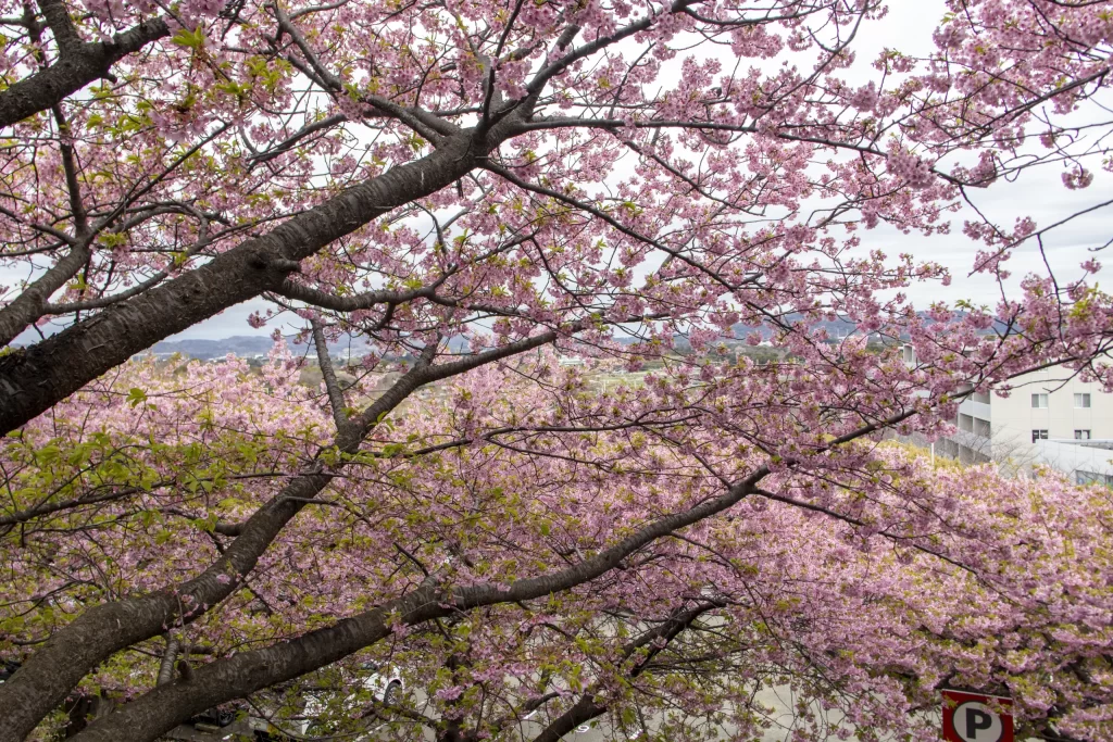 三崎口→小松ヶ池公園→河津桜並木→三浦海岸→津久井浜駅