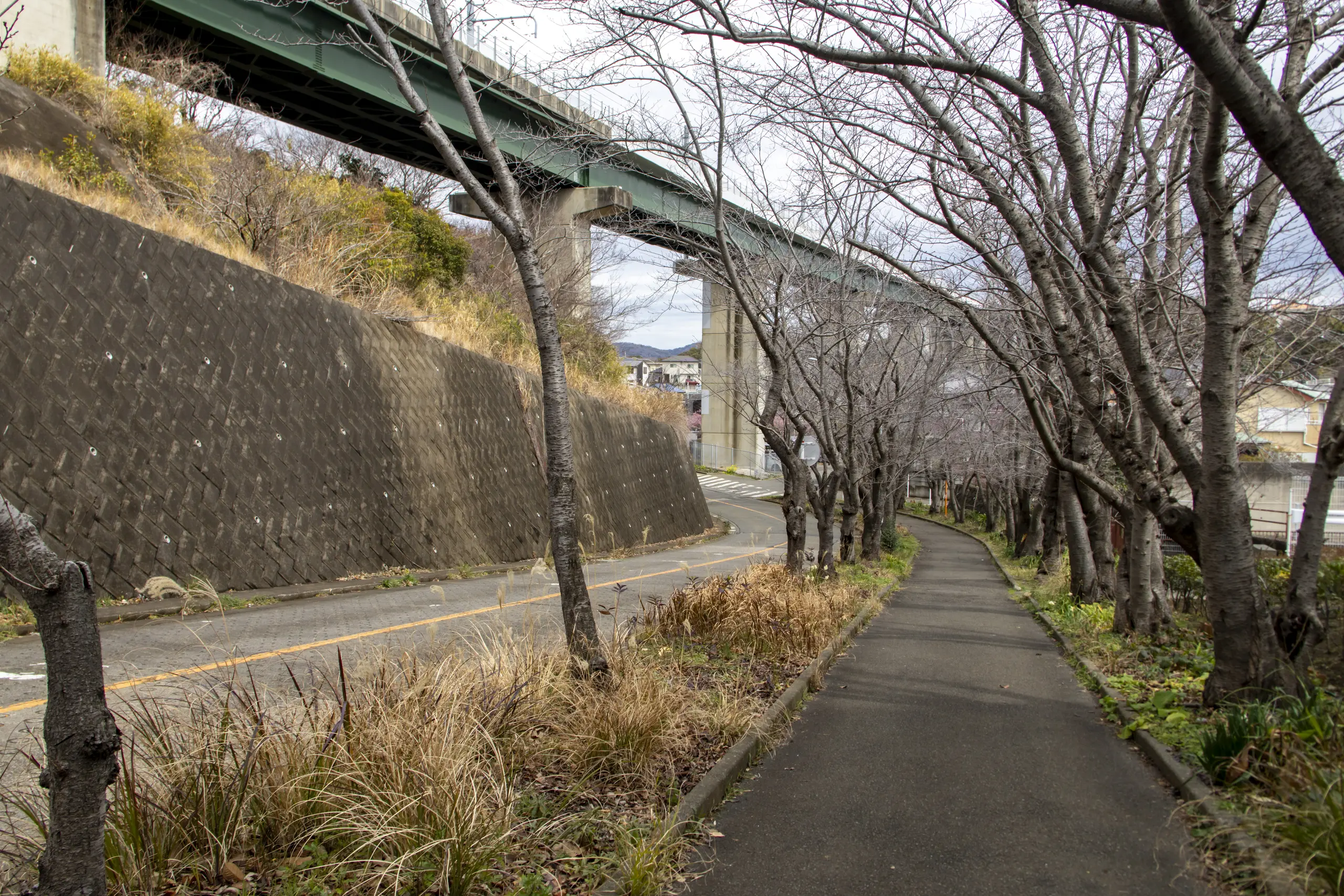 三崎口→小松ヶ池公園→河津桜並木→三浦海岸→津久井浜駅 No.2