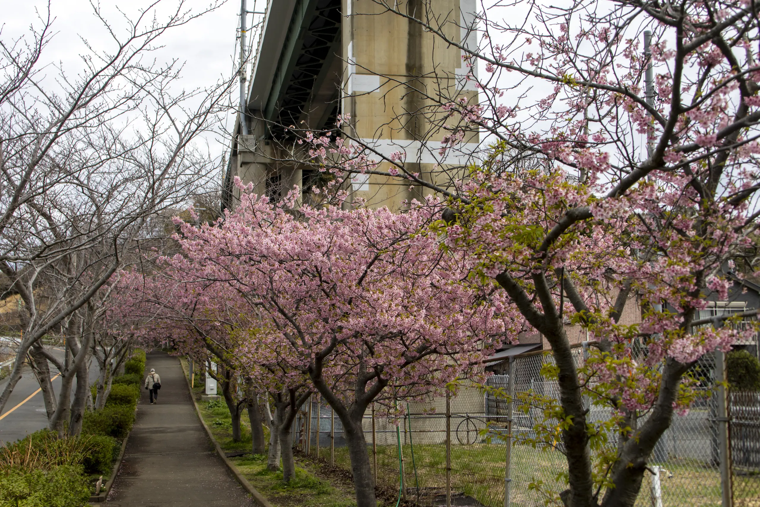 三崎口→小松ヶ池公園→河津桜並木→三浦海岸→津久井浜駅 No.3