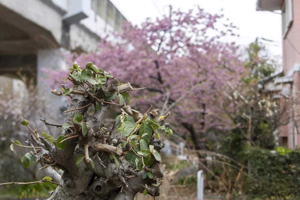 三崎口→小松ヶ池公園→河津桜並木→三浦海岸→津久井浜駅