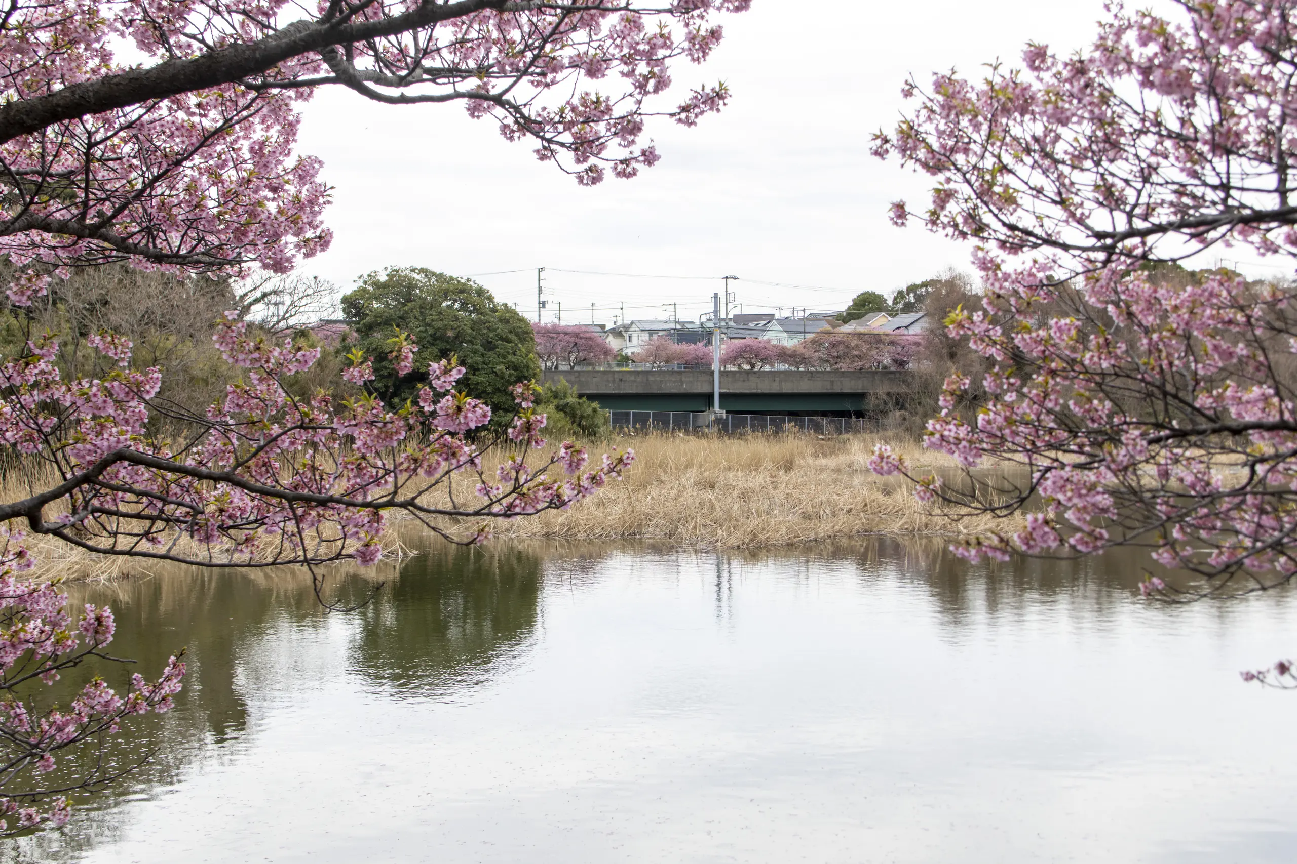 三崎口→小松ヶ池公園→河津桜並木→三浦海岸→津久井浜駅 No.11