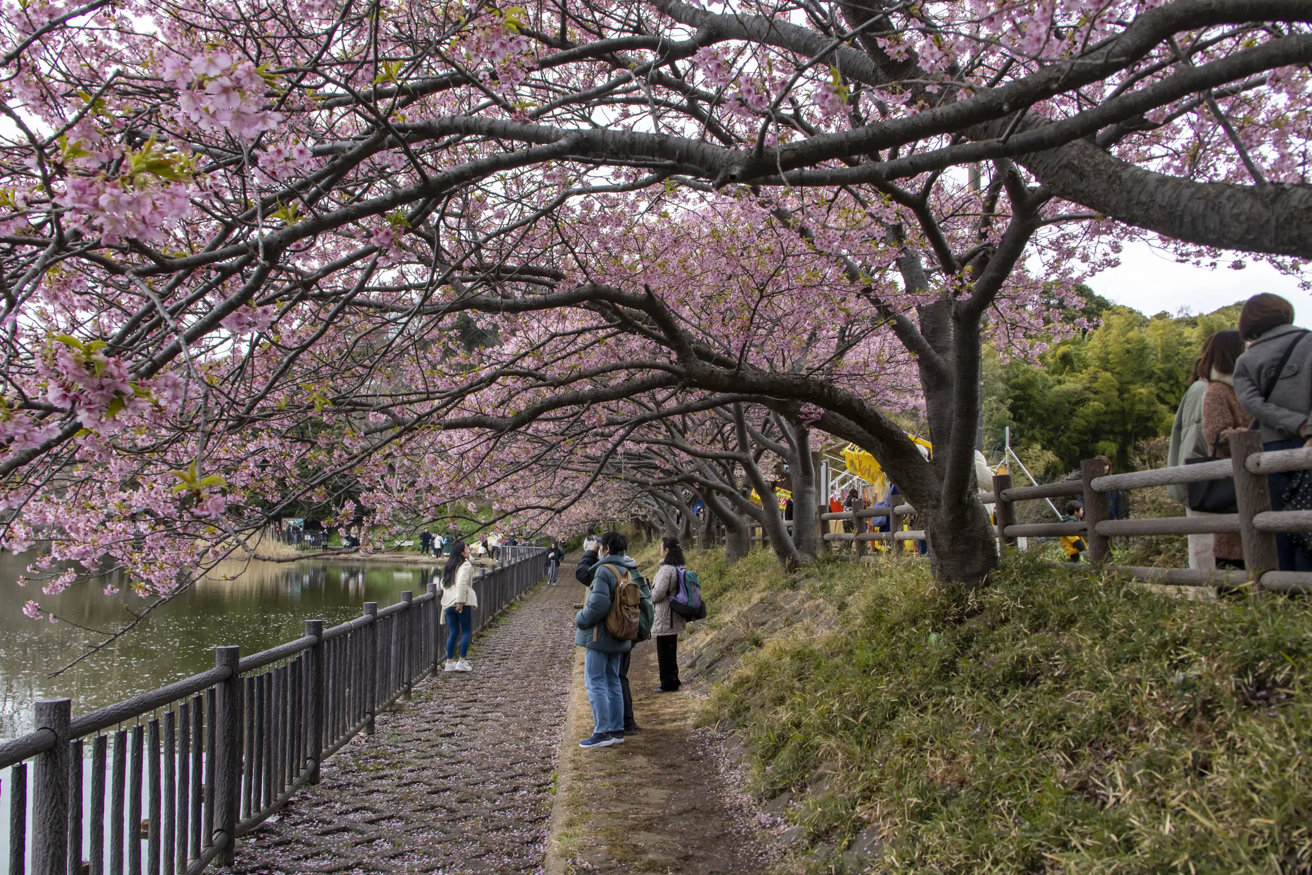 三崎口→小松ヶ池公園→河津桜並木→三浦海岸→津久井浜駅 No.13