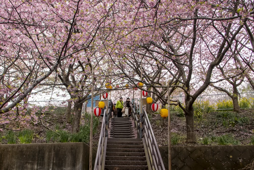三崎口→小松ヶ池公園→河津桜並木→三浦海岸→津久井浜駅