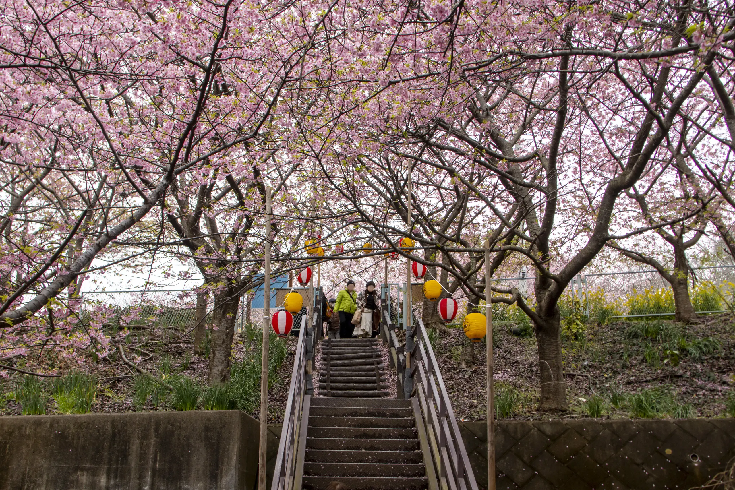 三崎口→小松ヶ池公園→河津桜並木→三浦海岸→津久井浜駅 No.14