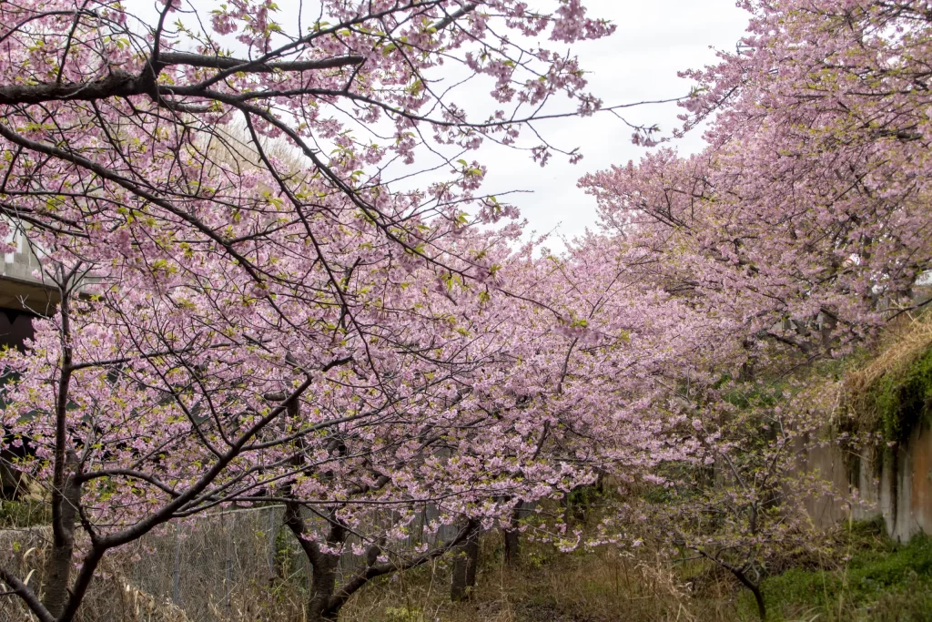 三崎口→小松ヶ池公園→河津桜並木→三浦海岸→津久井浜駅