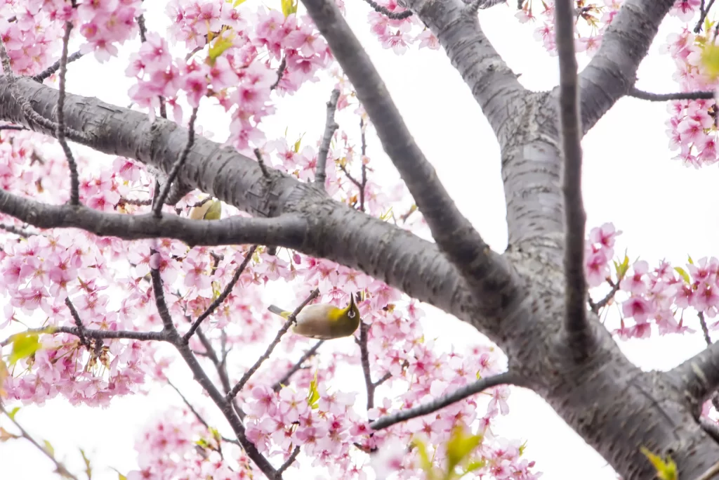 三崎口→小松ヶ池公園→河津桜並木→三浦海岸→津久井浜駅