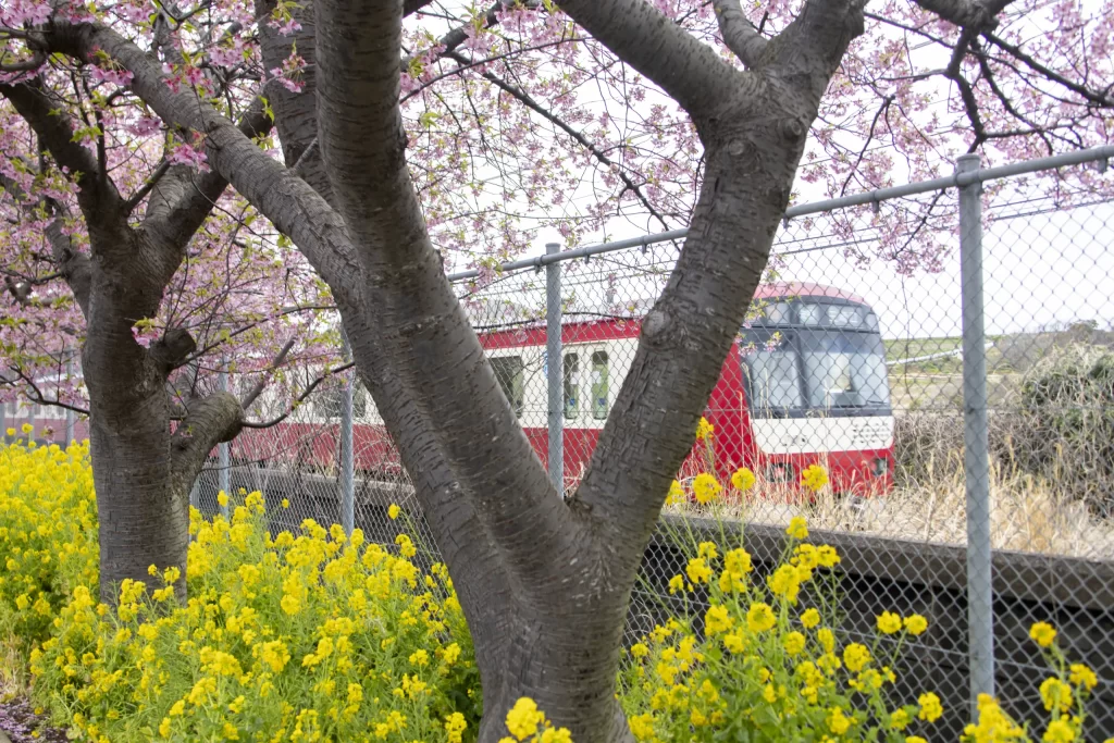 三崎口→小松ヶ池公園→河津桜並木→三浦海岸→津久井浜駅