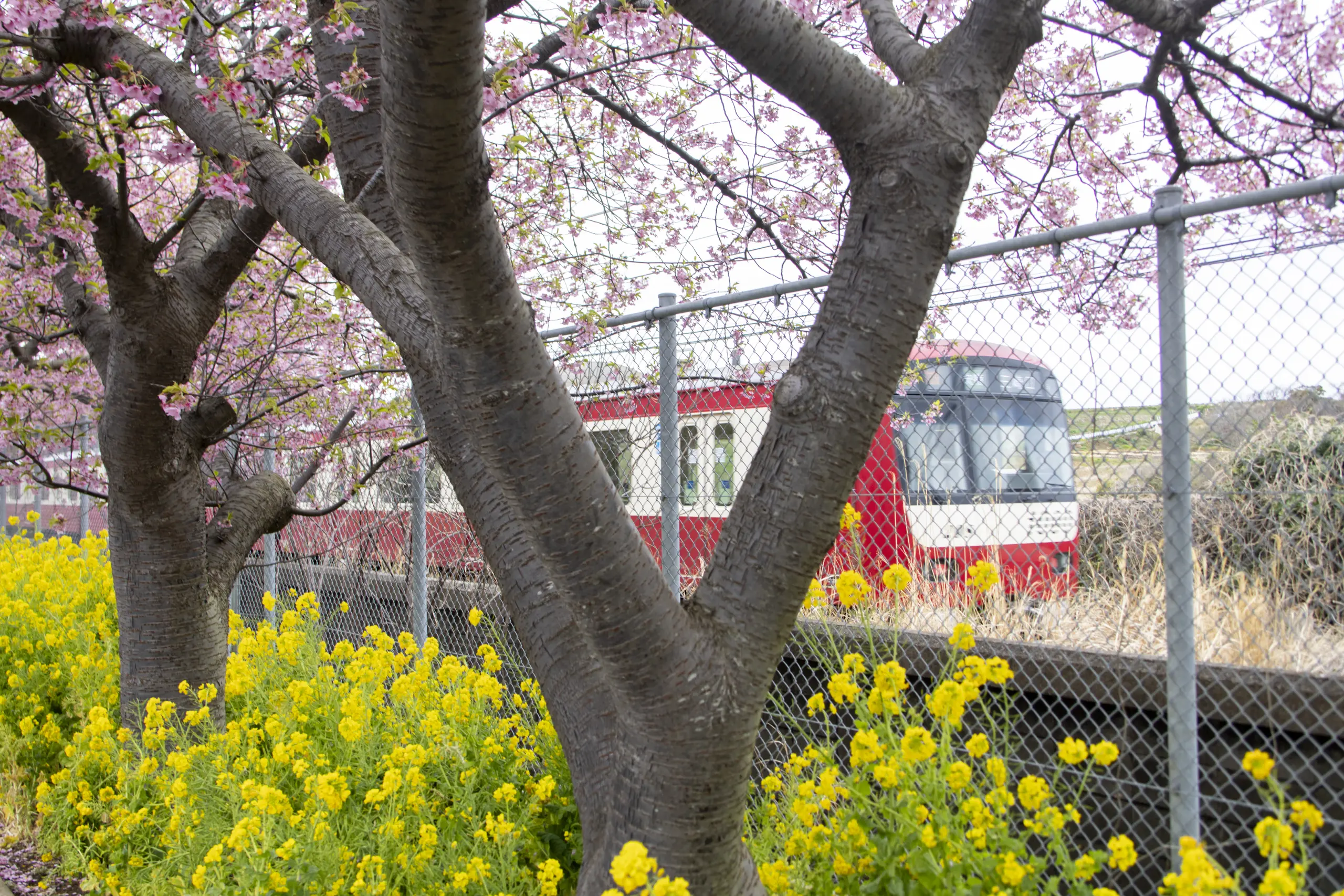 三崎口→小松ヶ池公園→河津桜並木→三浦海岸→津久井浜駅 No.18