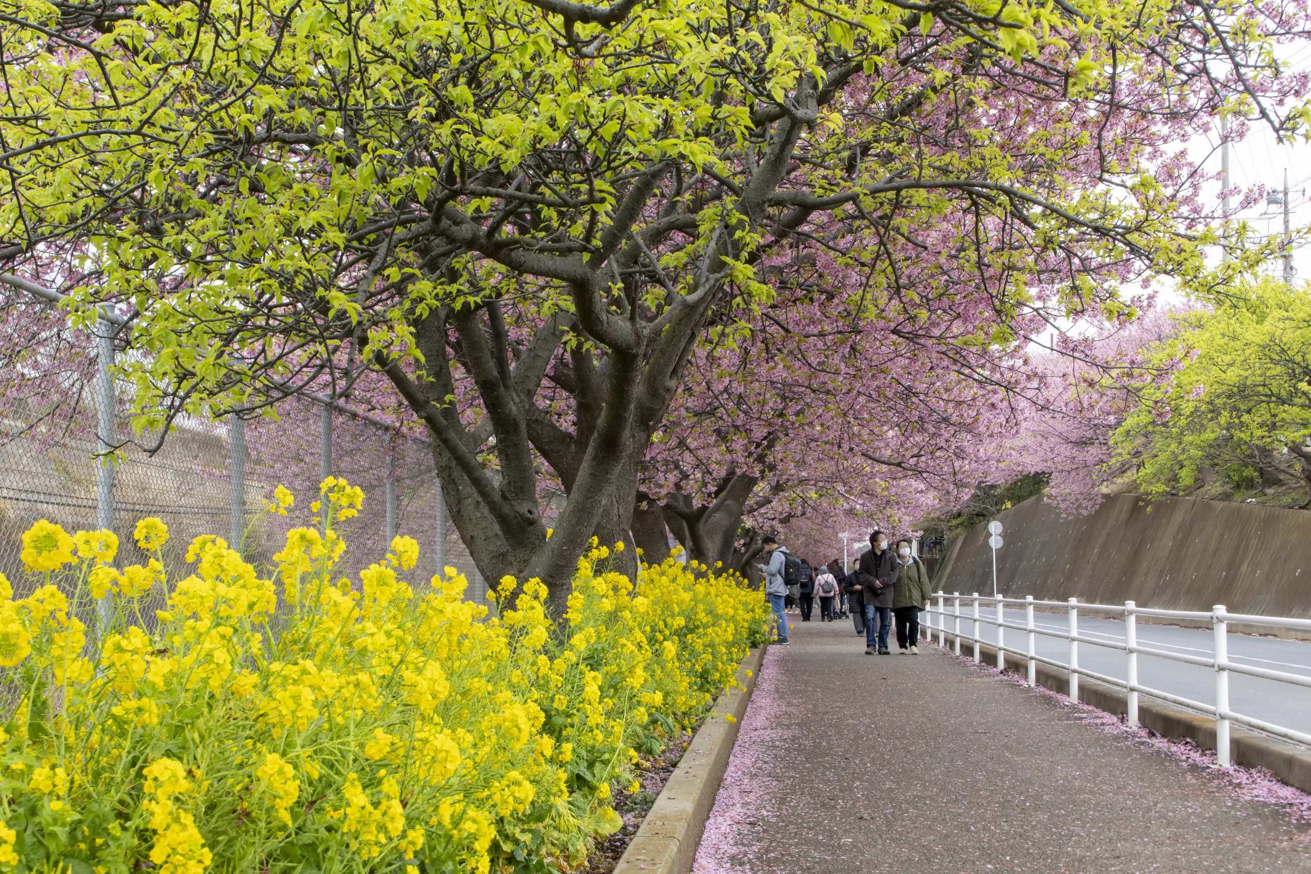 三崎口→小松ヶ池公園→河津桜並木→三浦海岸→津久井浜駅 No.19
