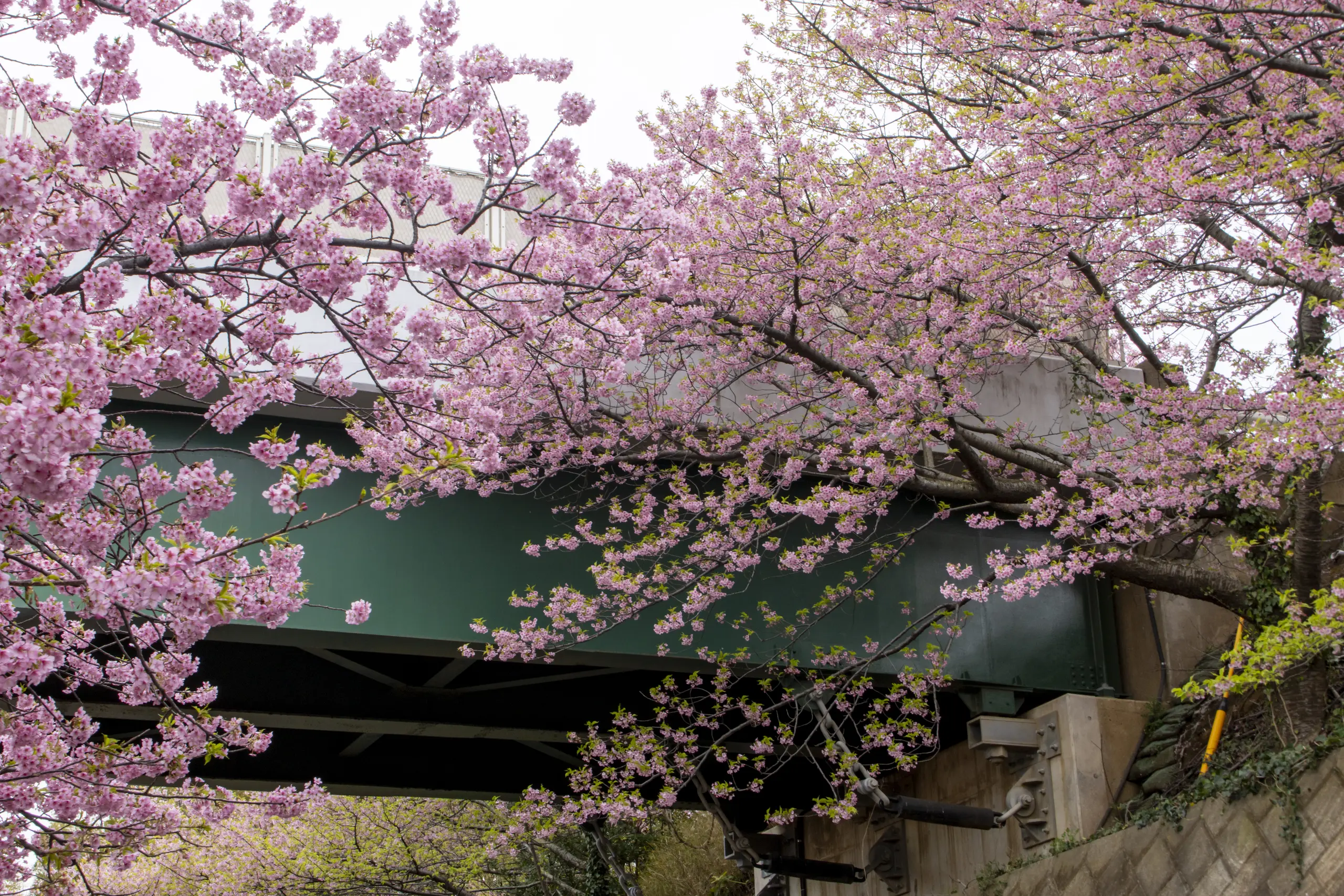 三崎口→小松ヶ池公園→河津桜並木→三浦海岸→津久井浜駅 No.20