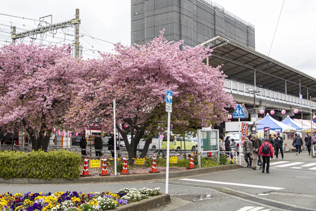 三崎口→小松ヶ池公園→河津桜並木→三浦海岸→津久井浜駅
