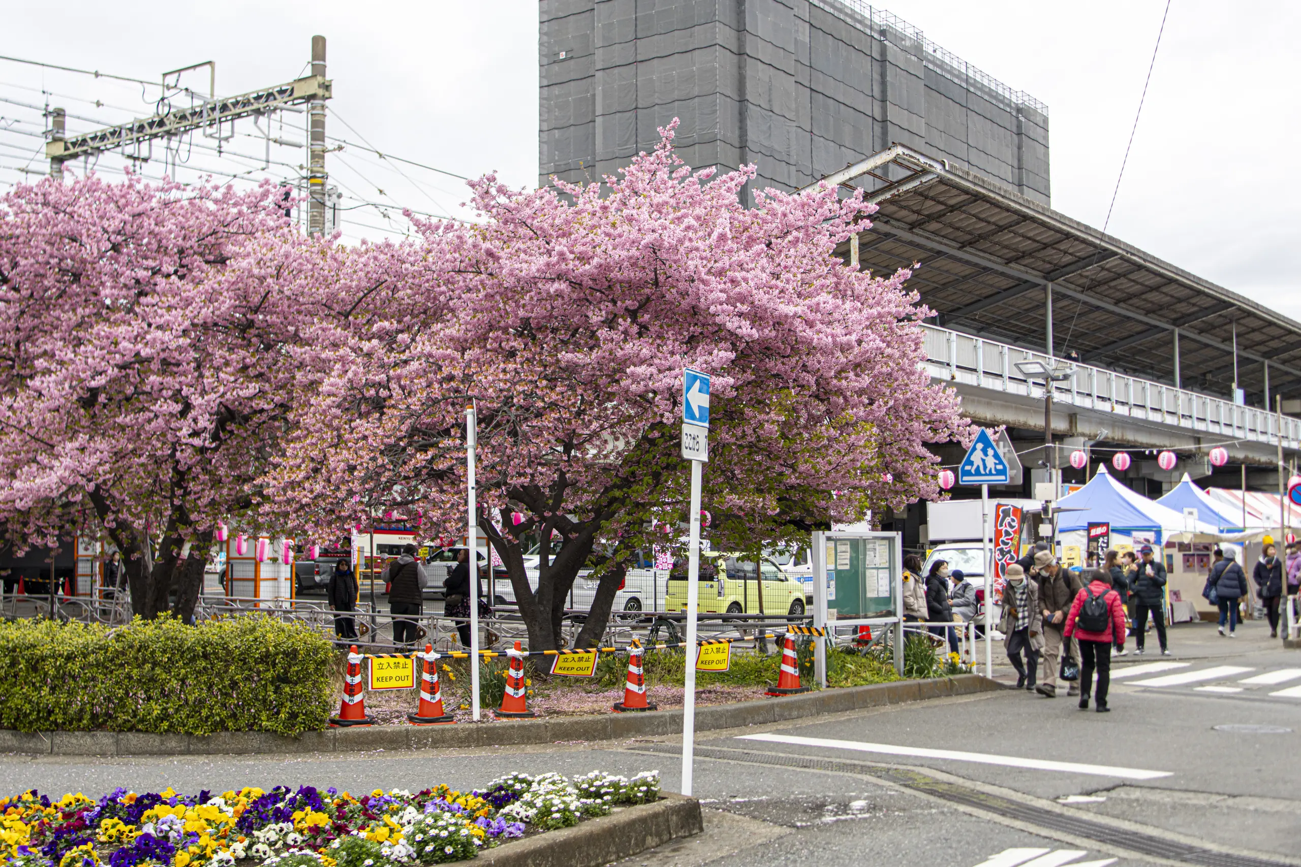 三崎口→小松ヶ池公園→河津桜並木→三浦海岸→津久井浜駅 No.24