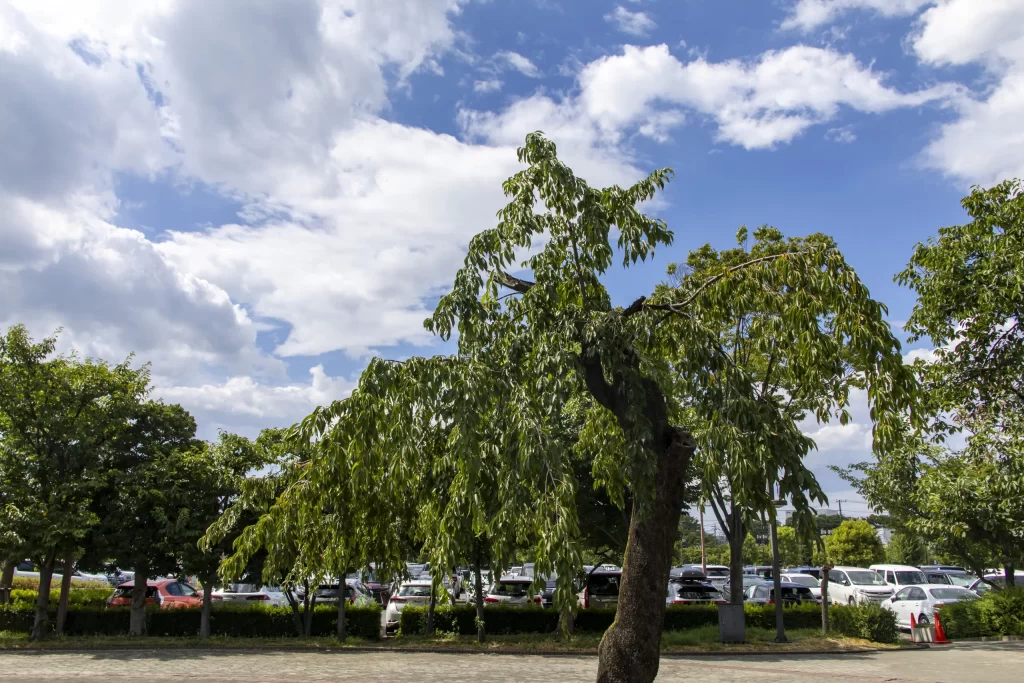 さいたま市、プラザウエストとか荒川とか