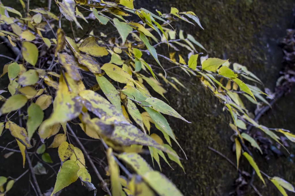 千葉亀山ダム周辺