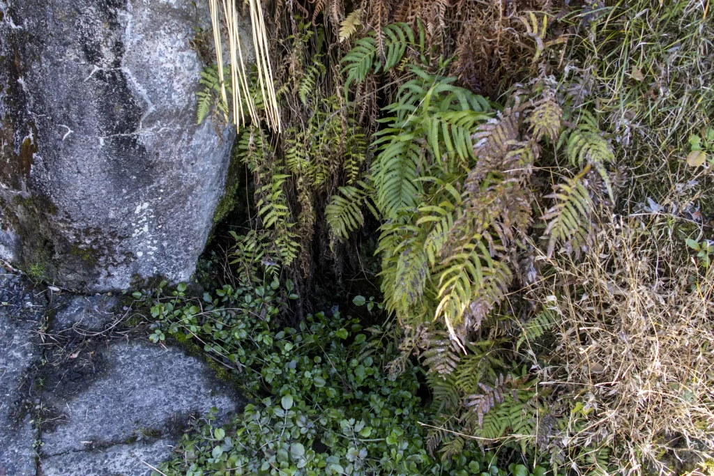 千葉亀山ダム周辺