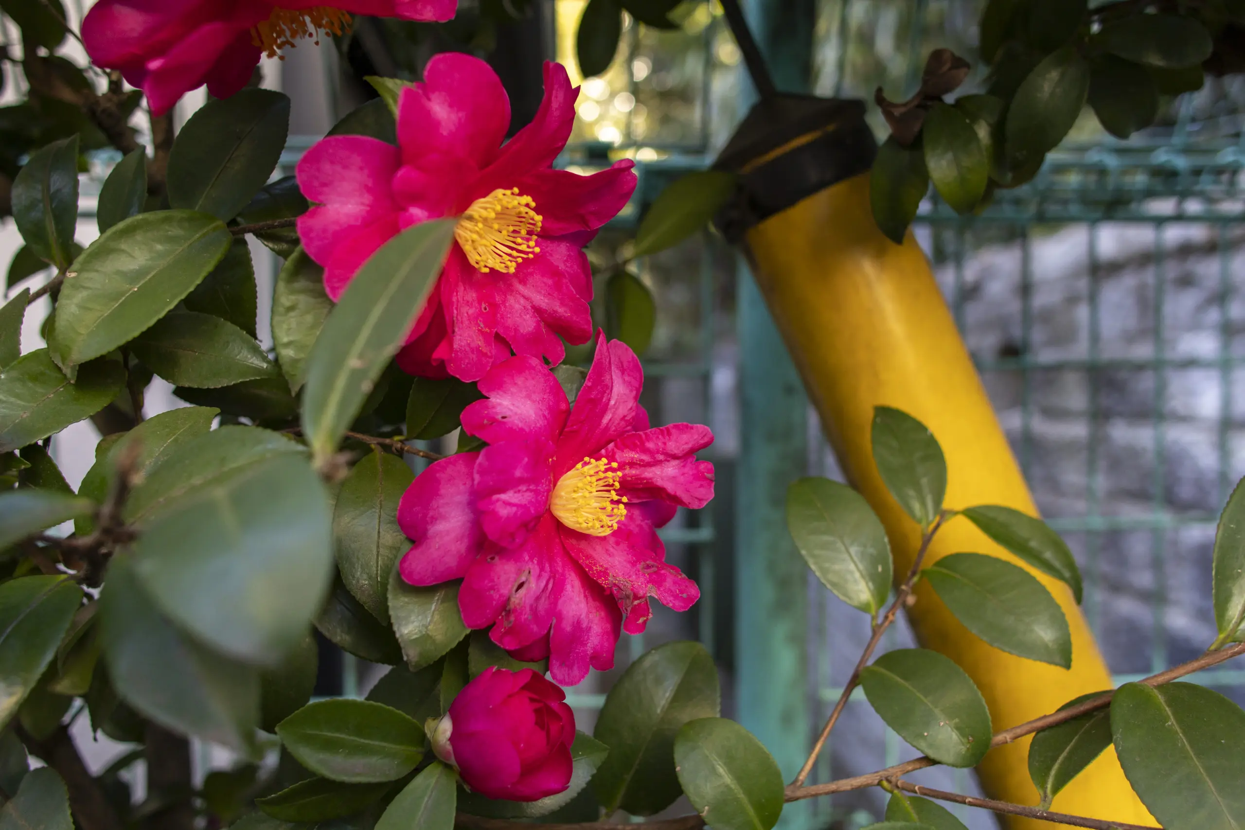 有楽町→皇居→日比谷公園→警視庁→国会議事堂→総理官邸→日枝神社→赤坂→青山→表参道→代々木公園→旧前田邸→三軒茶屋