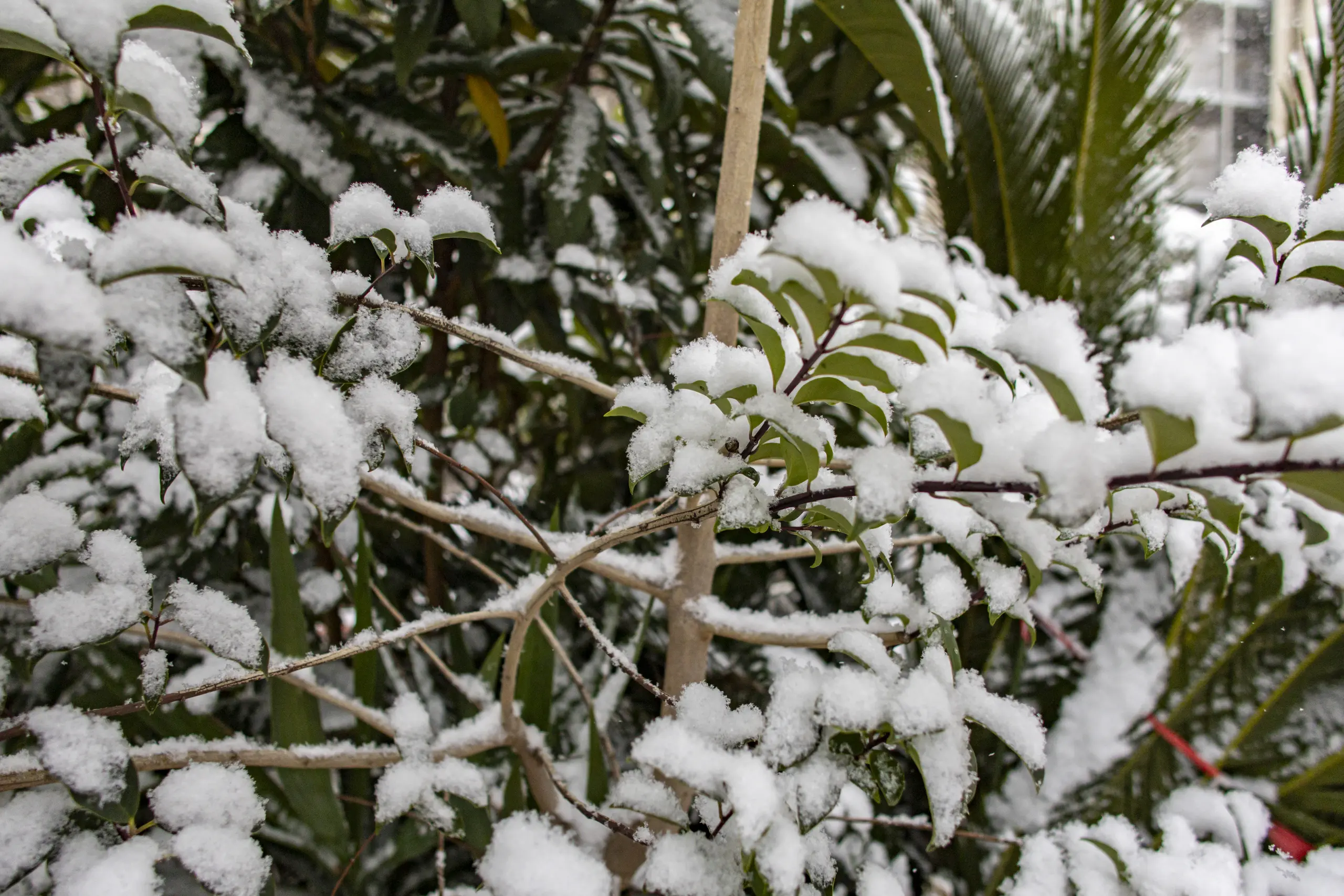 雪の横浜 No.13