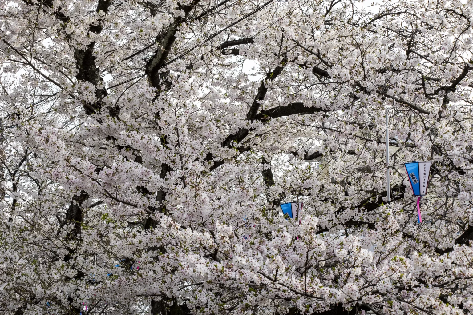今年も春の大岡川