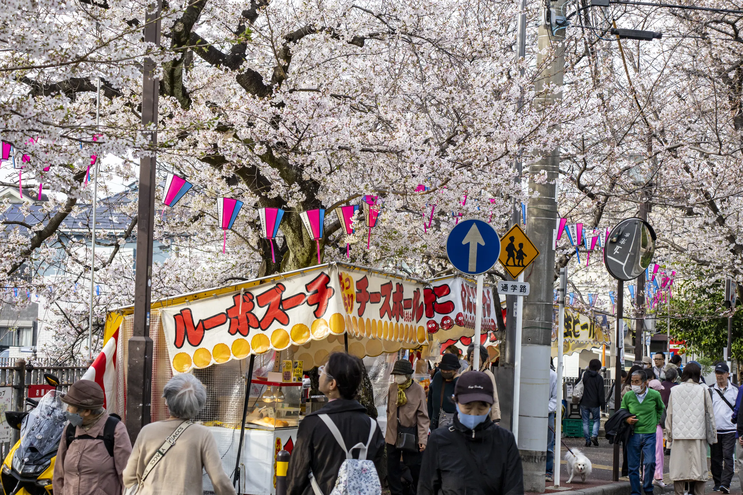 今年も春の大岡川 No.4