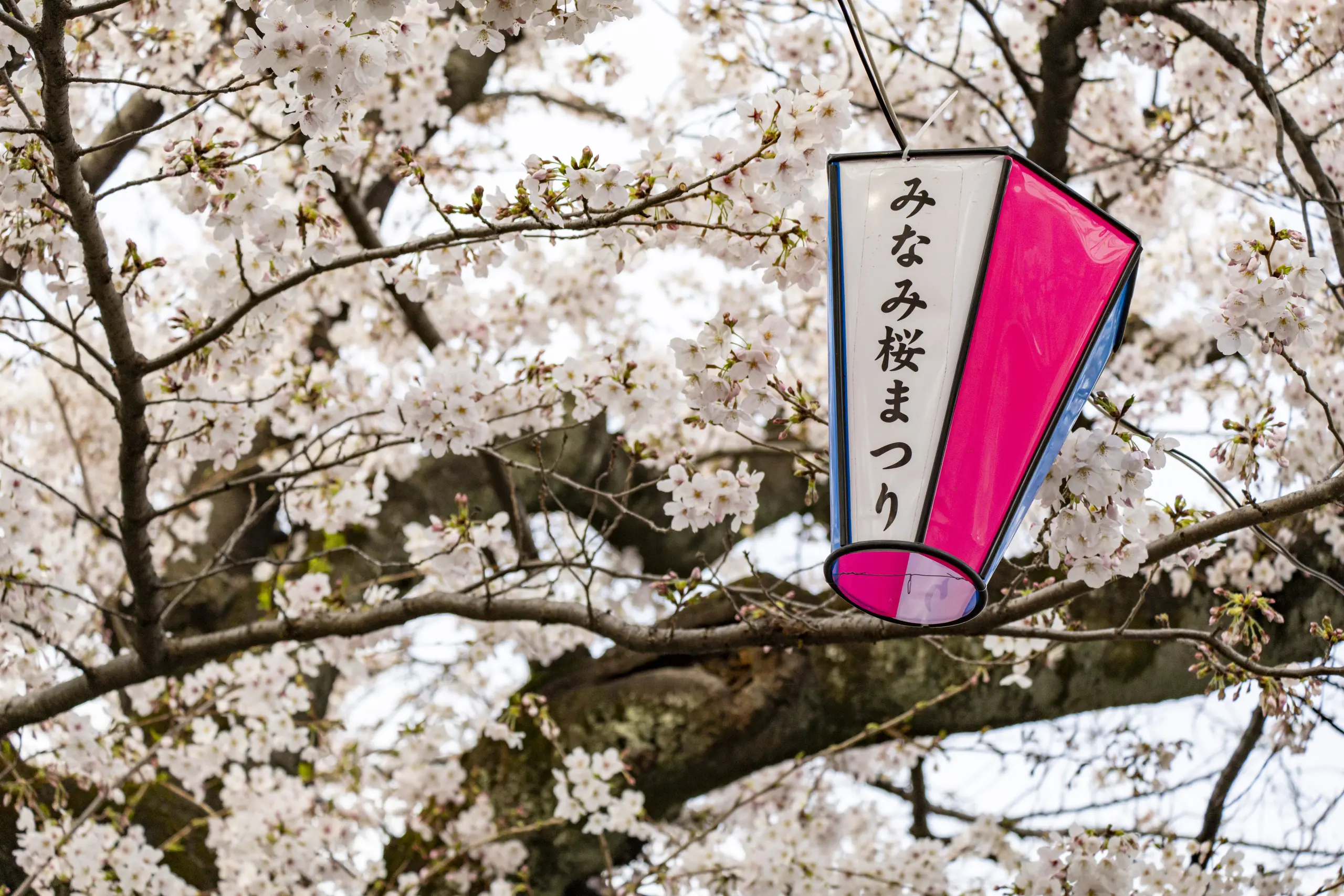 今年も春の大岡川 No.8