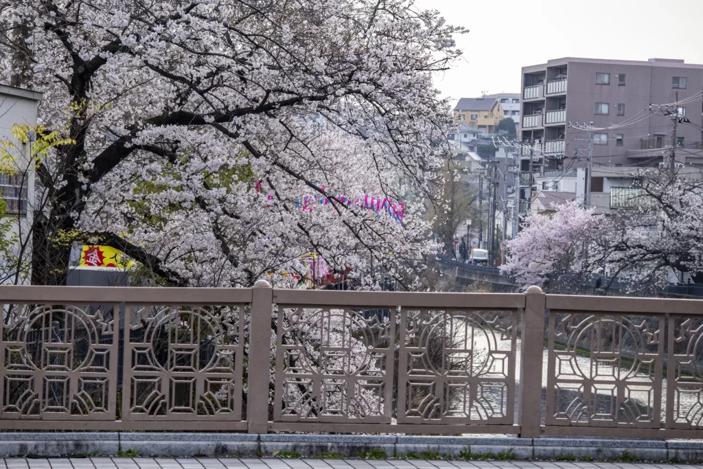 今年も春の大岡川