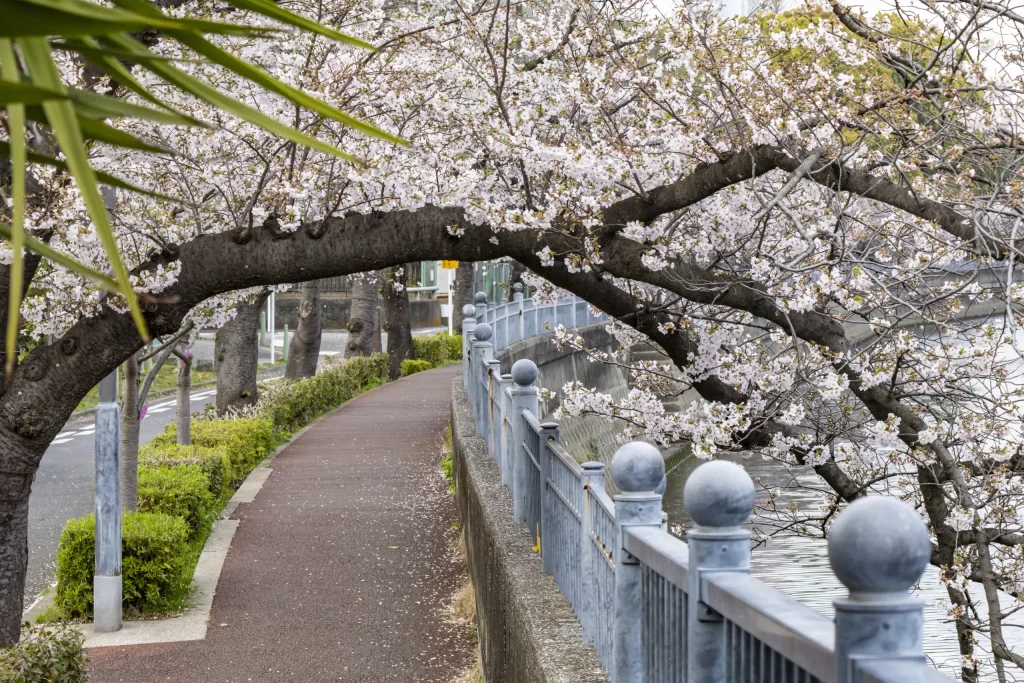 今年も春の大岡川
