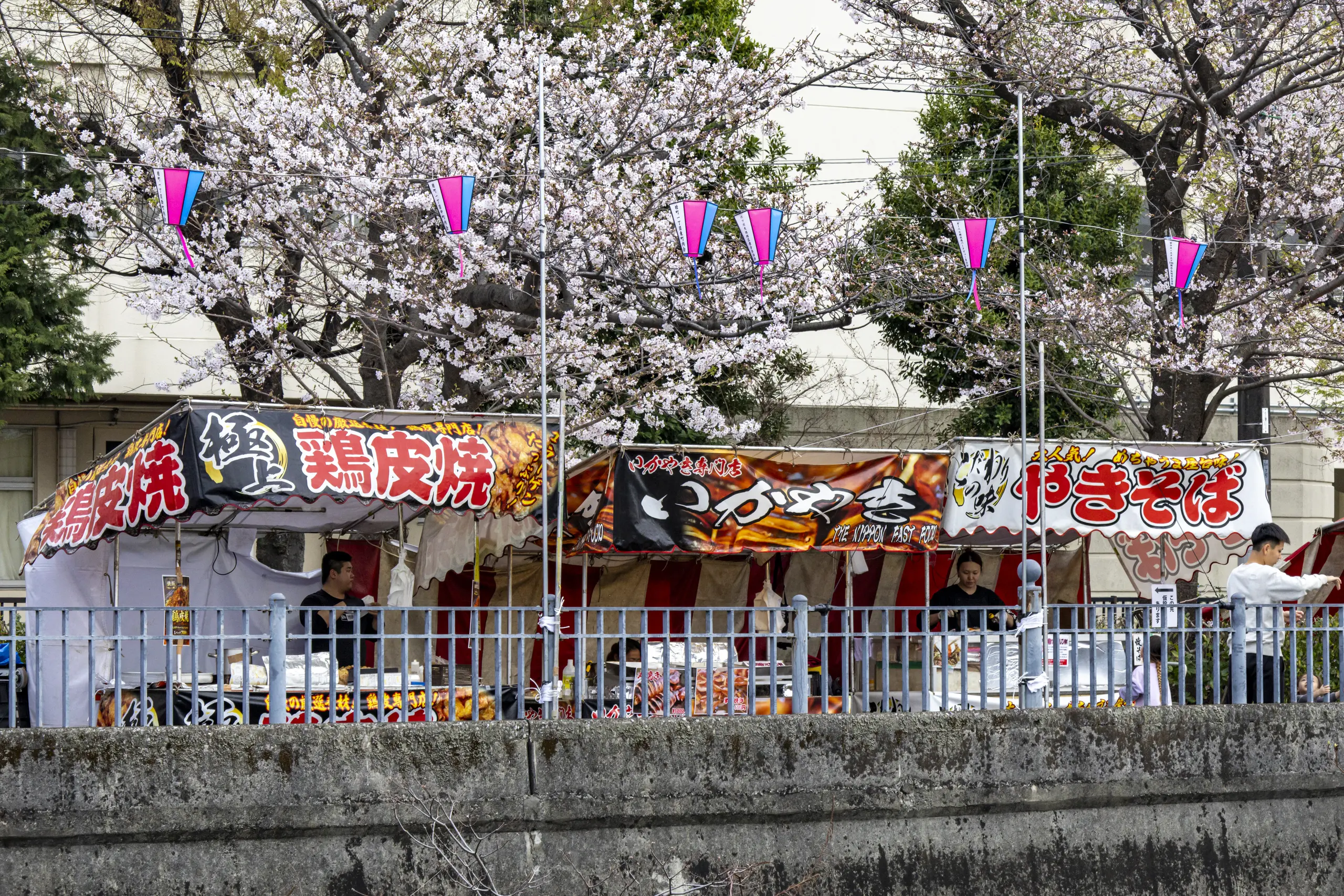 今年も春の大岡川 No.20