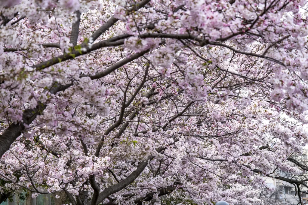 今年も春の大岡川
