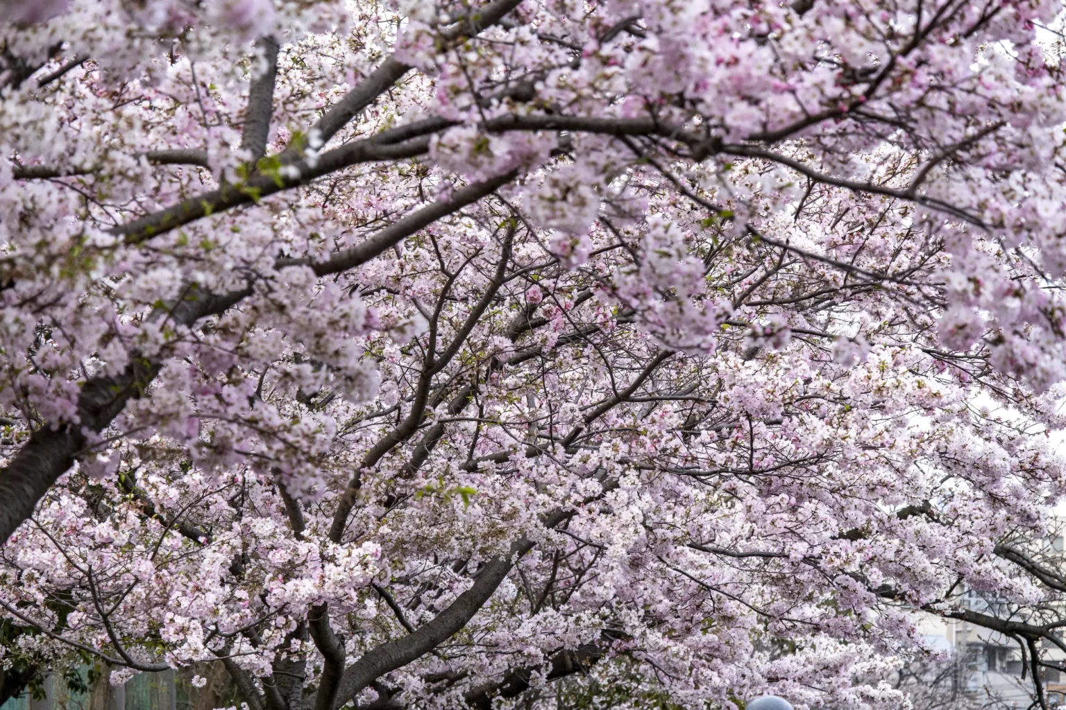 今年も春の大岡川