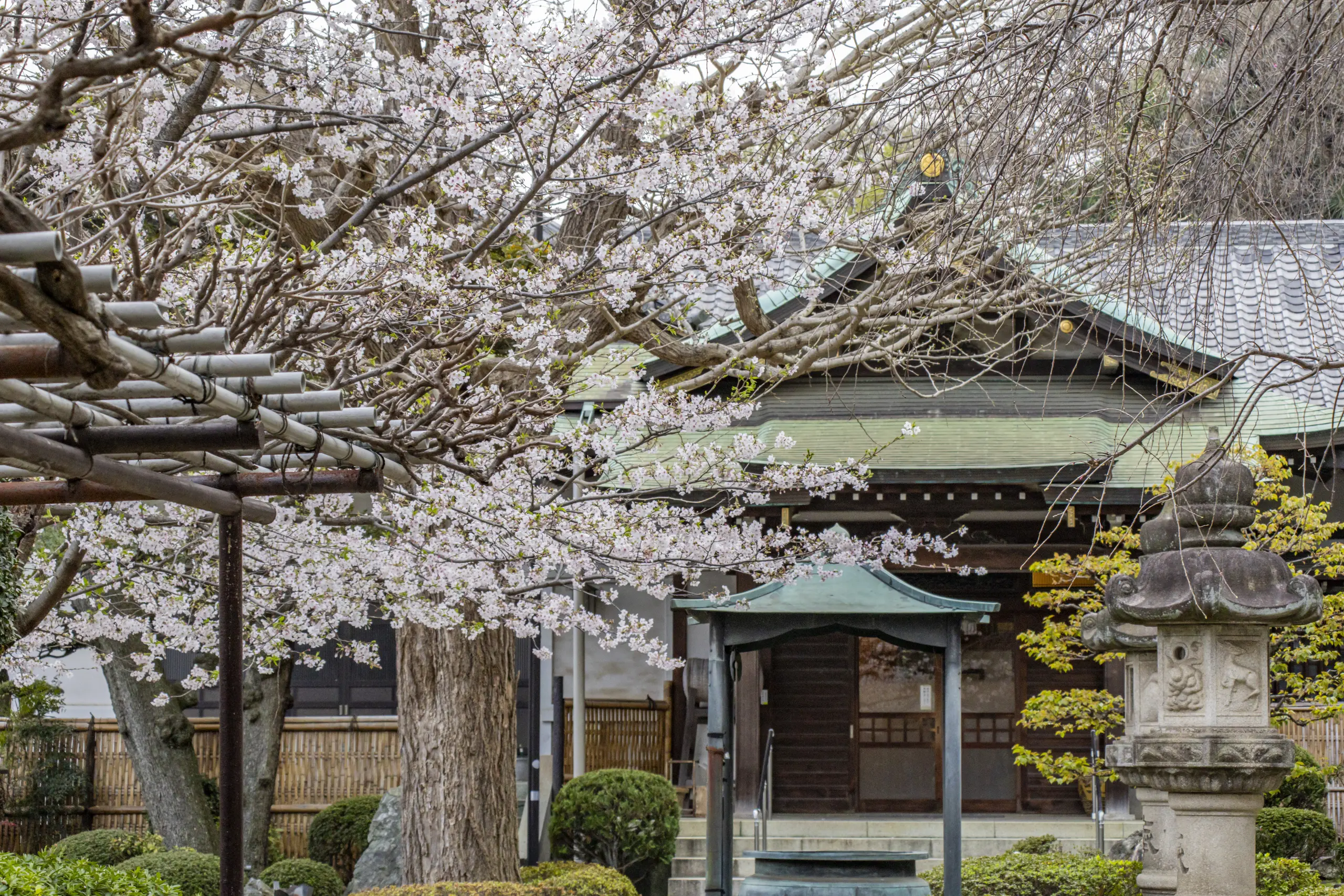 今年も春の大岡川 No.33