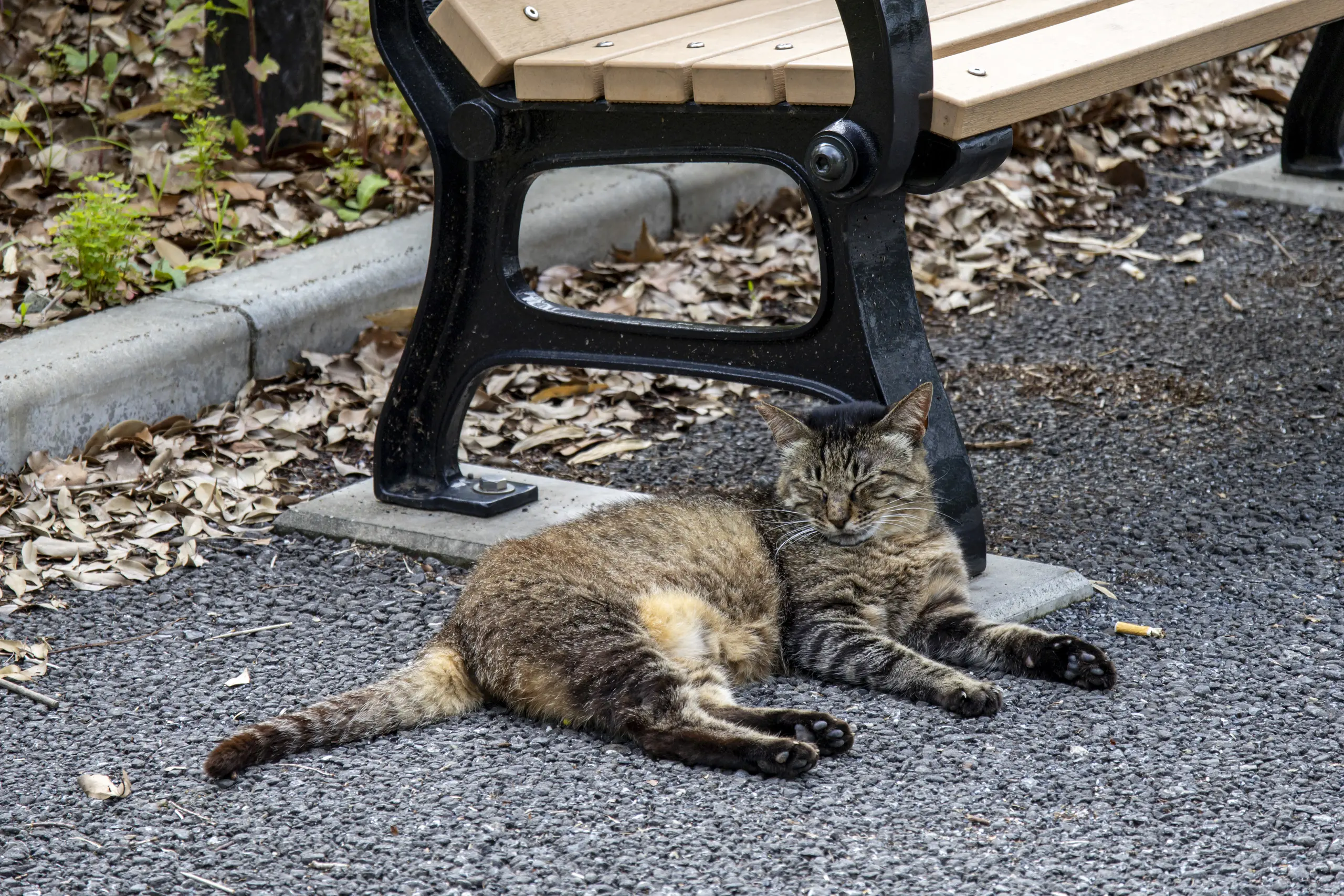 まったく意に介さないまったり過ぎな猫