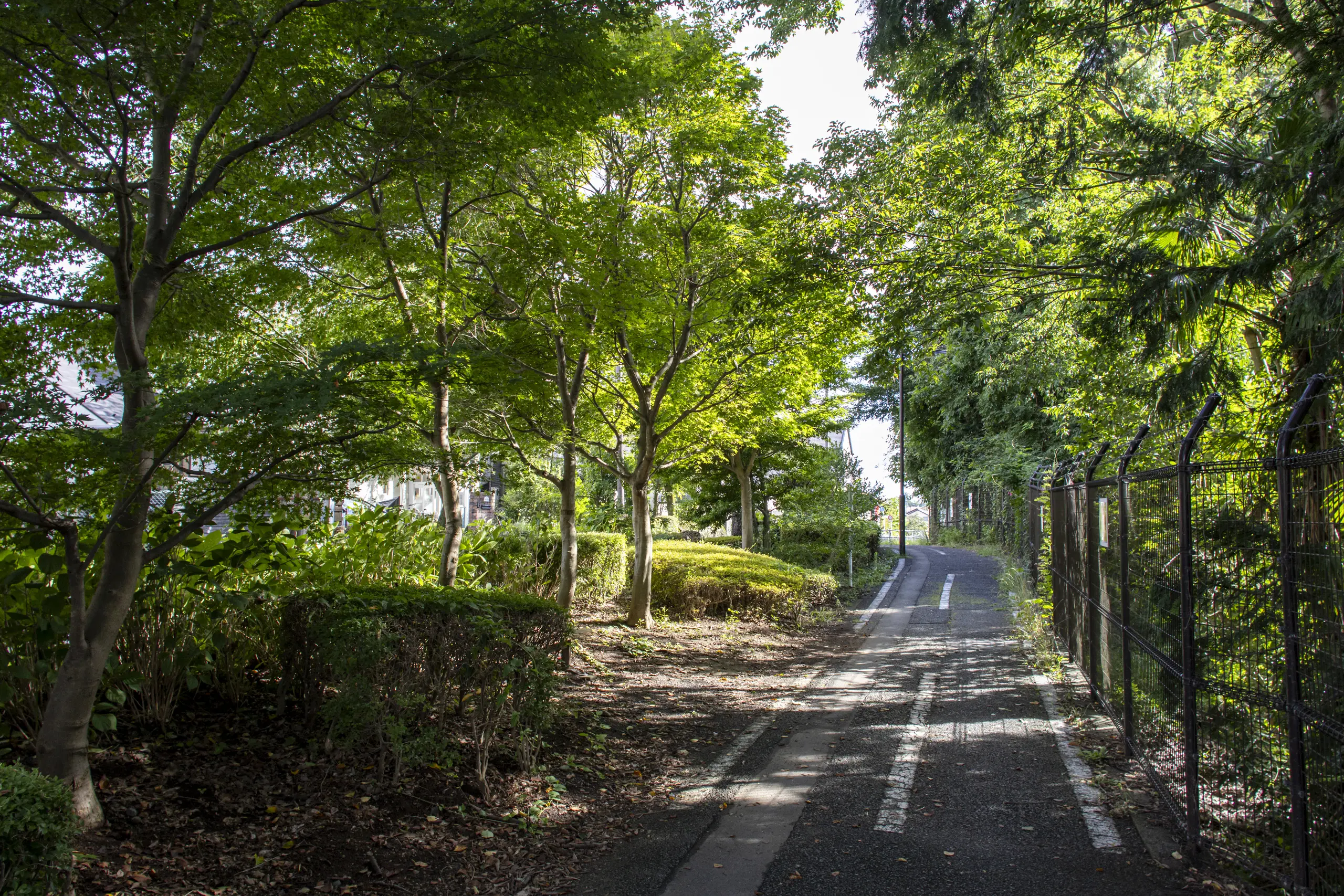 夏の多摩湖東側をぐるっと一周の散歩 No.4